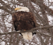 2016 01 09 EagleStanding2